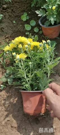 高度15厘米国庆菊