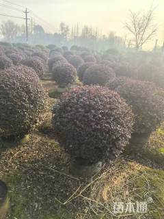 冠幅100厘米红继木球