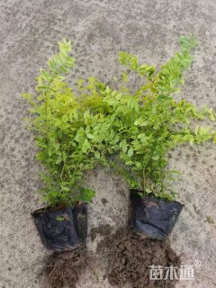 大杯苗亮晶女贞小苗