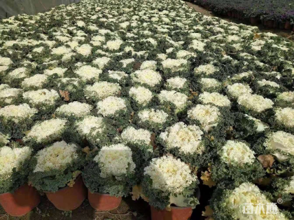 高度10厘米羽衣甘蓝