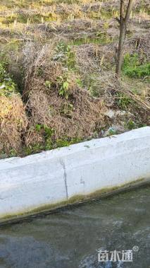 高度50厘米榉树小苗