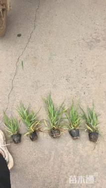高度50厘米花叶芦竹