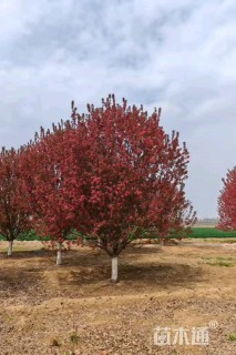 25公分绚丽海棠