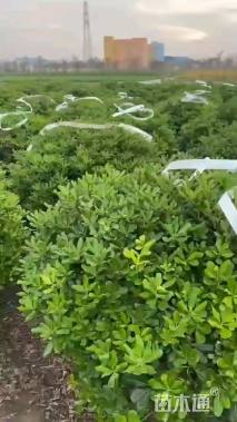 冠幅80厘米海桐球