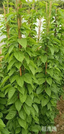 80厘米炮仗花