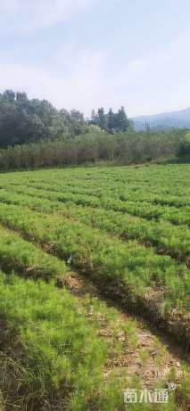 高度25厘米湿地松小苗