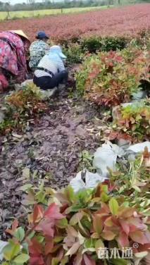 高度60厘米红叶石楠小苗