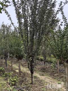 10公分西府海棠