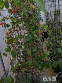 高度150厘米倒挂金钟