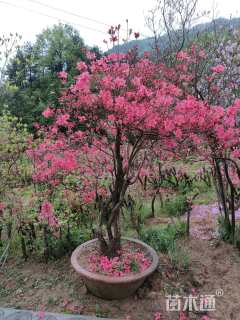 高度2.5厘米映山红