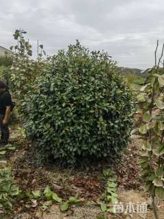 冠幅200厘米红叶石楠球