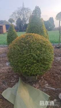 冠幅120厘米亮晶女贞球