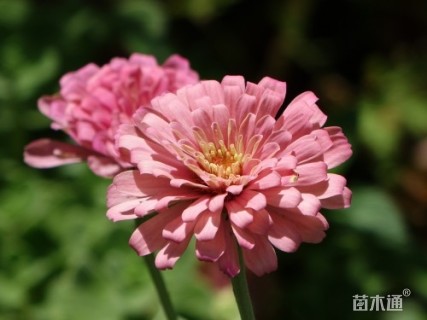 高度20厘米百日草