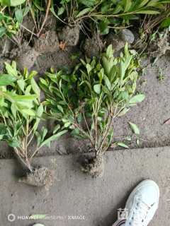 高度50厘米毛鹃