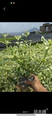 高度20厘米花叶栀子