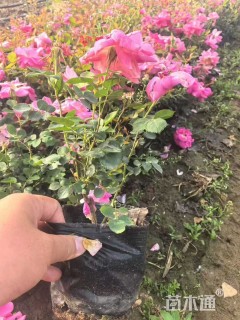 高度40厘米月季小苗