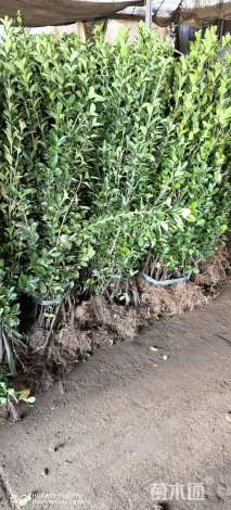 高度50厘米大叶黄杨