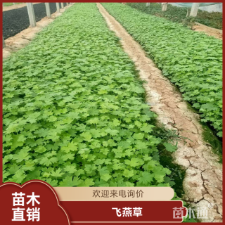 高度25厘米飞燕草