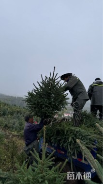 高度150厘米云杉