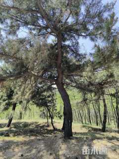 高度500厘米黑松