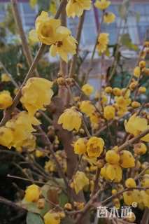 高度250厘米蜡梅