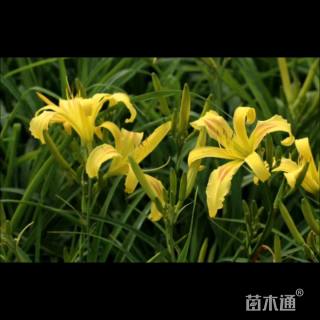 高度25厘米大花萱草