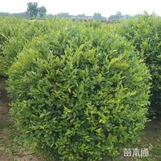 冠幅80厘米水蜡球