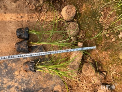 高度35厘米金红羽狼尾草