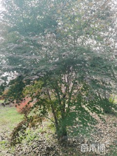 高度500厘米丛生海棠