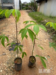 30公分大腹木棉