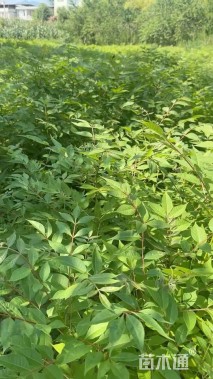 高度80厘米黄柏小苗