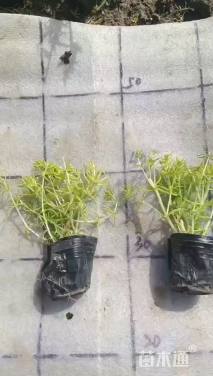 高度3厘米佛甲草