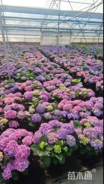 高度80厘米绣球