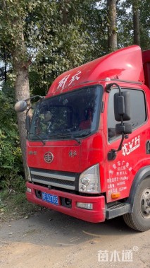 高度20厘米蜀葵