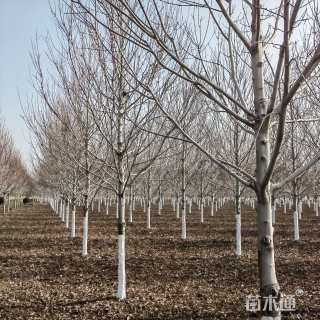 10公分美国红枫-红冠