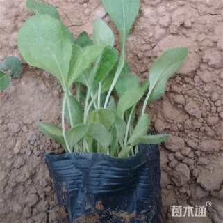 高度27厘米天人菊