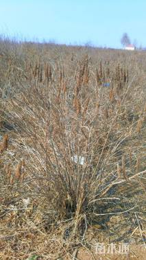 高度100厘米木本香薷