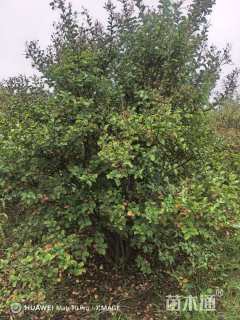 高度250厘米丛生紫薇