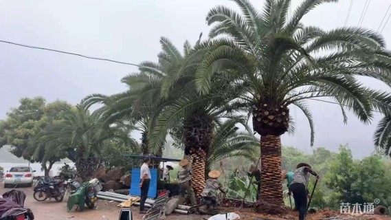 裸干高0.5厘米加拿利海枣