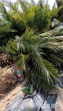 裸干高30厘米加拿利海枣