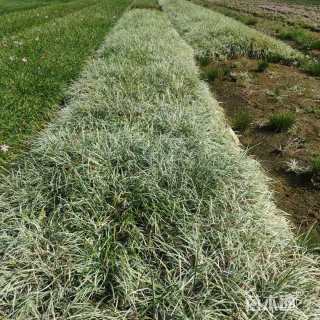 高度20厘米沿阶草