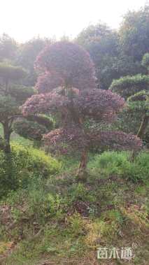 高度200厘米红花继木