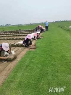 草块状马尼拉草