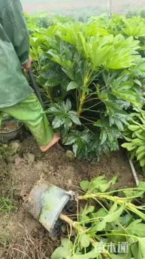 高度60厘米八角金盘