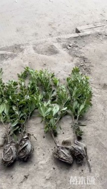 高度65厘米海桐