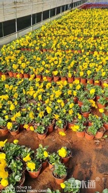 高度15厘米三色堇