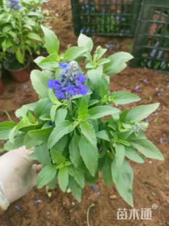 高度20厘米兰花鼠尾草