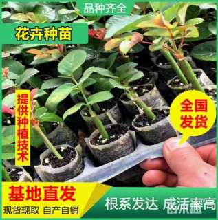 高度10厘米玫瑰