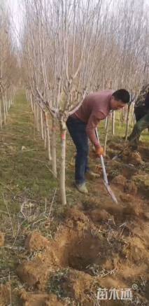 高度240厘米木槿