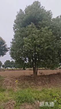 60公分(4杆)丛生香樟